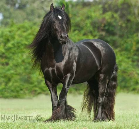 black gypsy vanner horse|gypsy vanner horses near me.